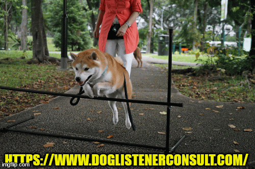 doglistenerconsultbb90c93062d27ae1.gif