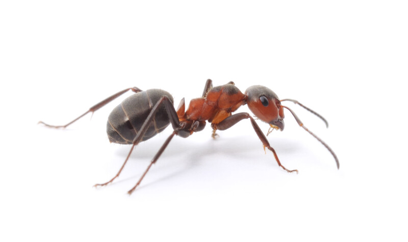 big forest ant isolated on white background** Note: Slight blurriness, best at smaller sizes