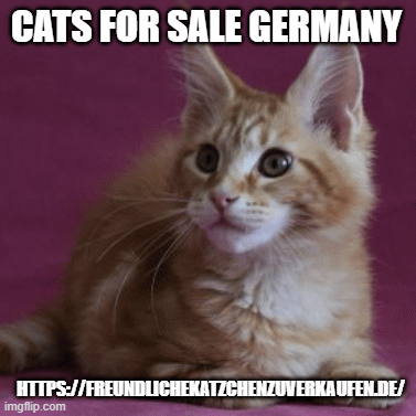 Cats-for-sale-Germany9998319c0ba4dbbd.gif