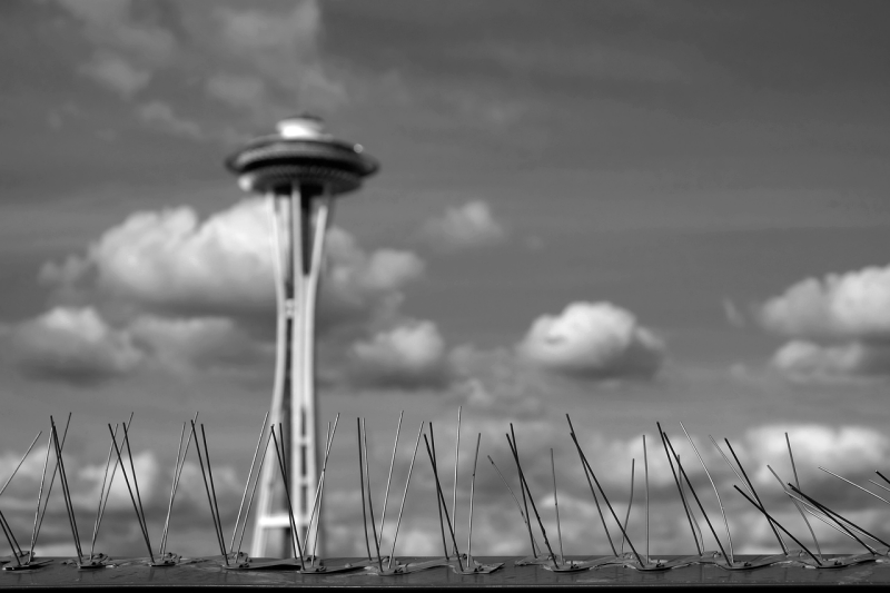 bird-spikes-1853469_12802575c56781a16db7.png