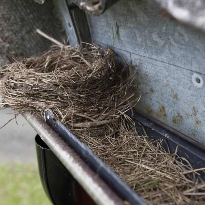 nest-removal-q07yq14cp9p5cs0nomsepjhkshkte0nua3vmfe66mo3391f5814e271aa4.jpg